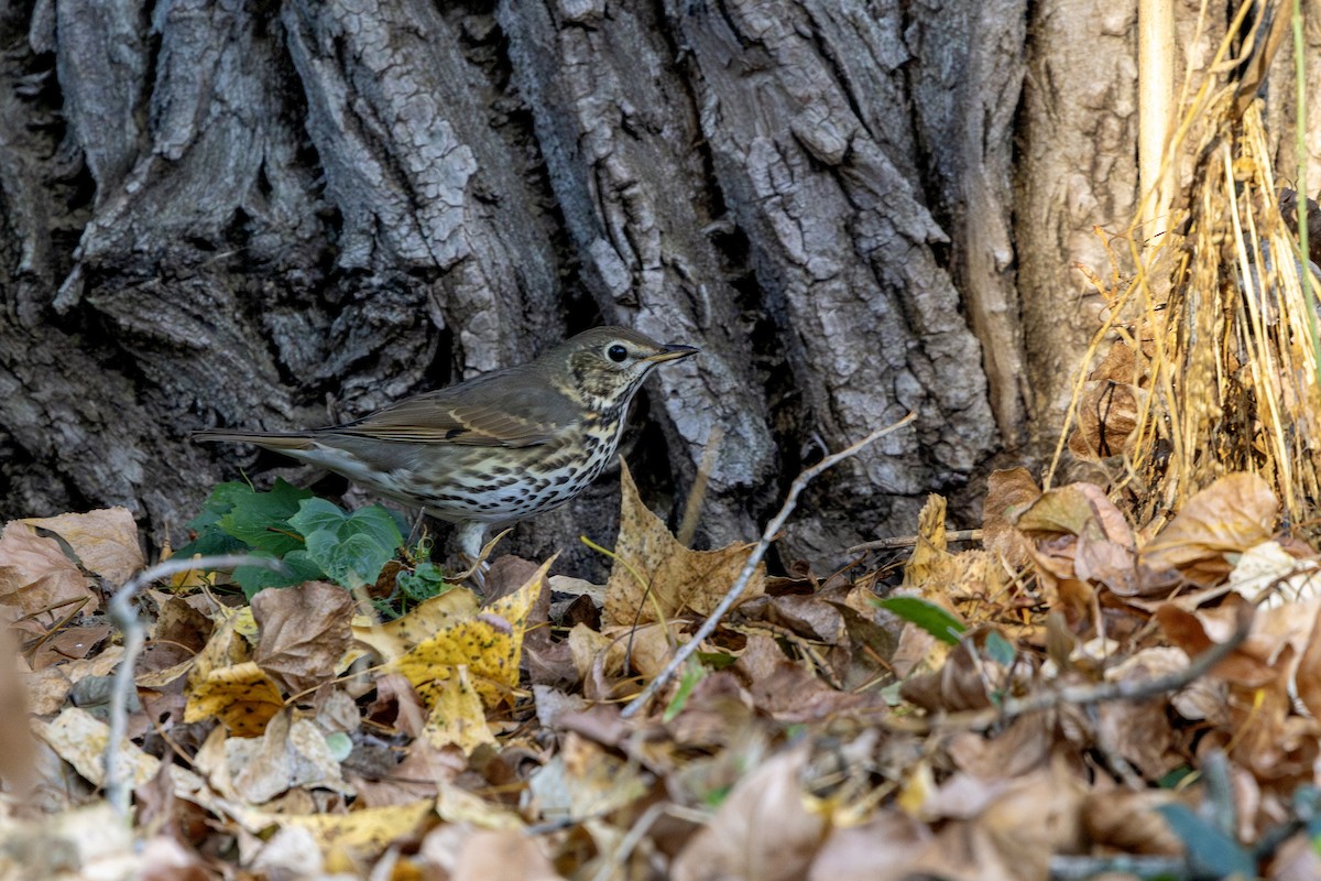 Song Thrush - ML642916020