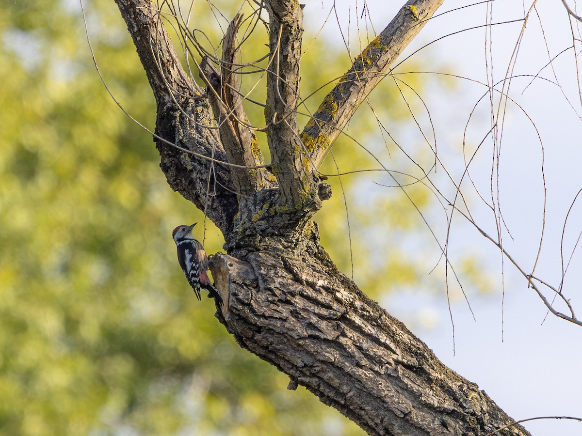 Middle Spotted Woodpecker - ML642916032