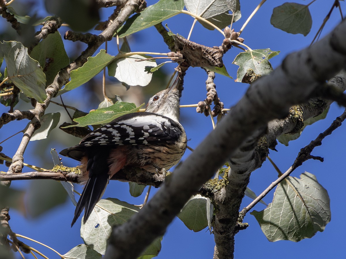 Middle Spotted Woodpecker - ML642916041