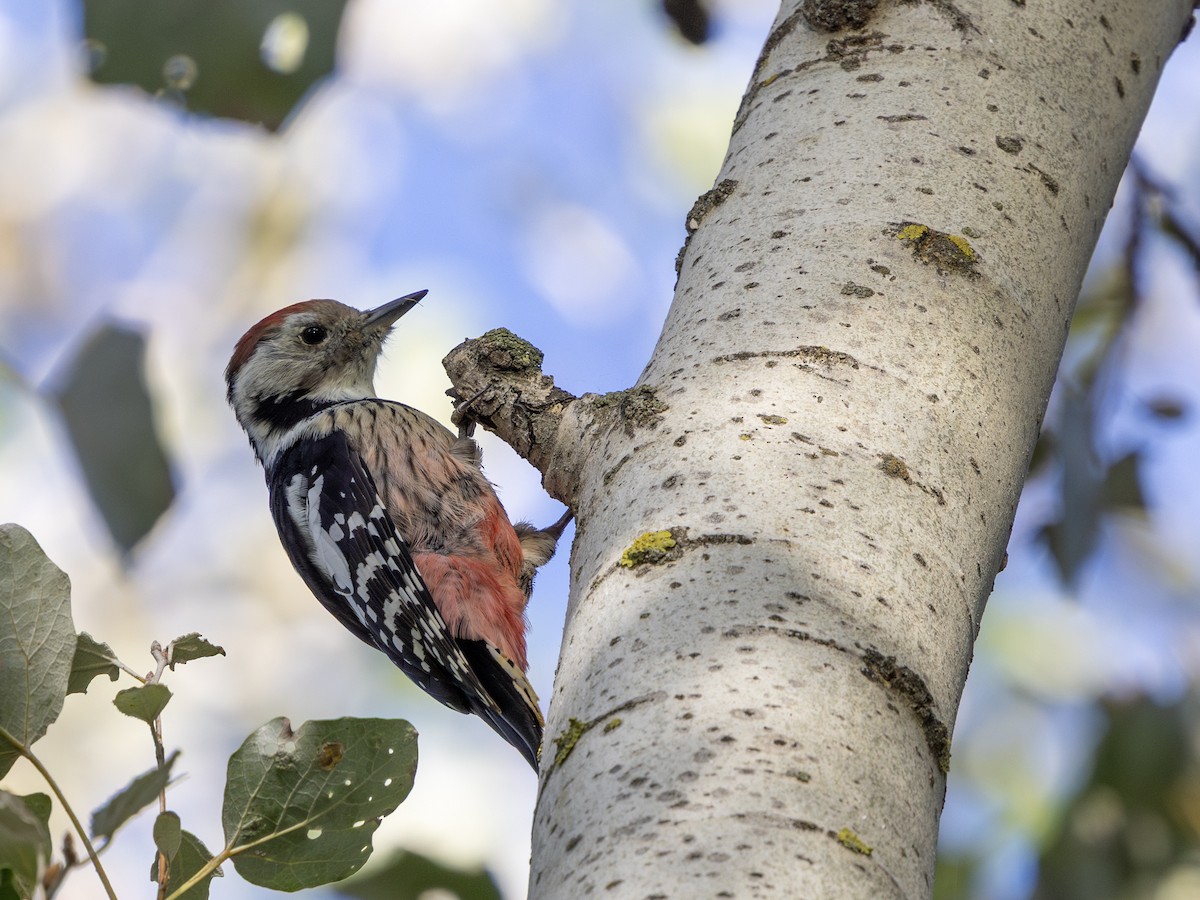 Middle Spotted Woodpecker - ML642916043