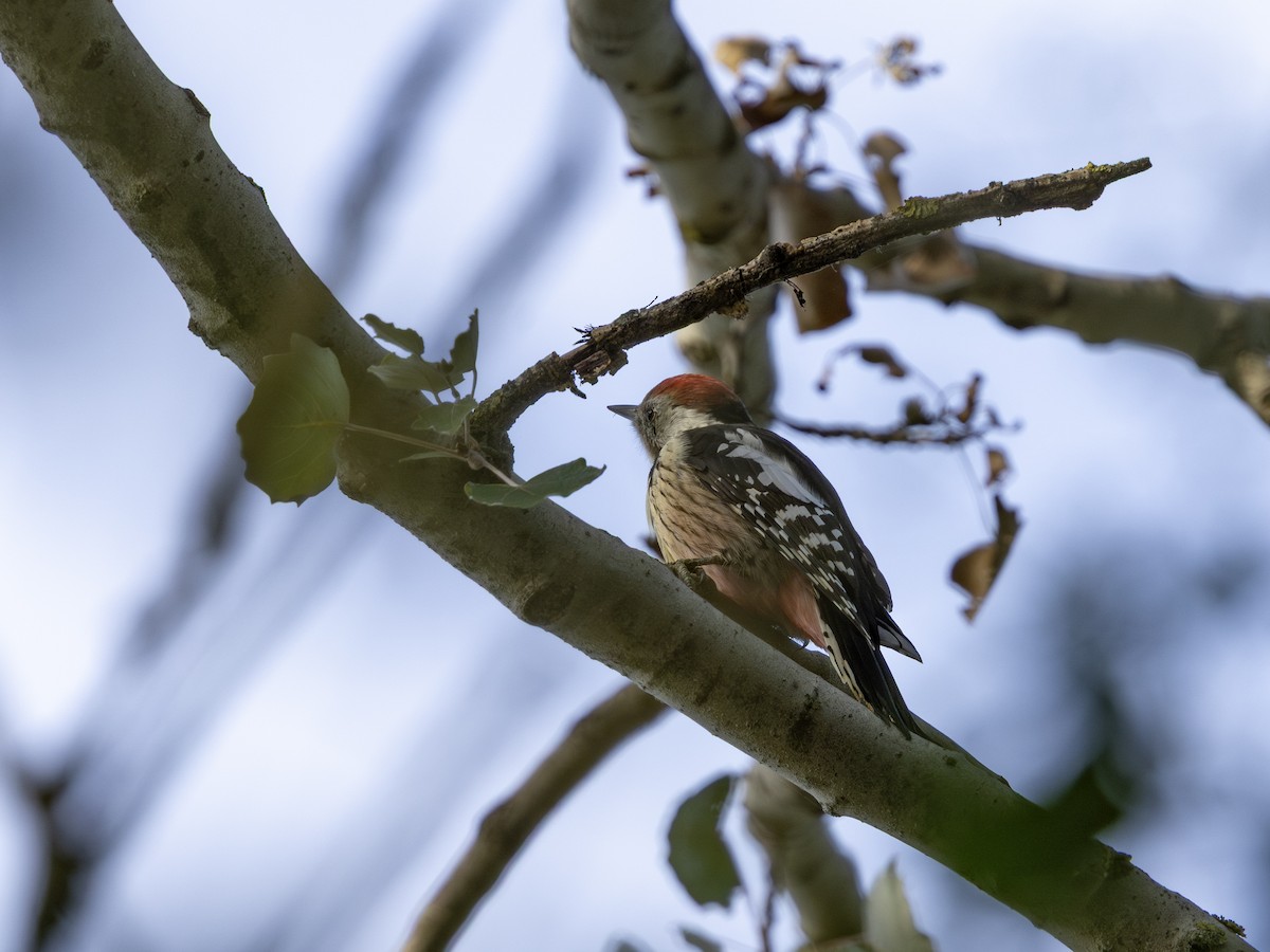 Middle Spotted Woodpecker - ML642916045