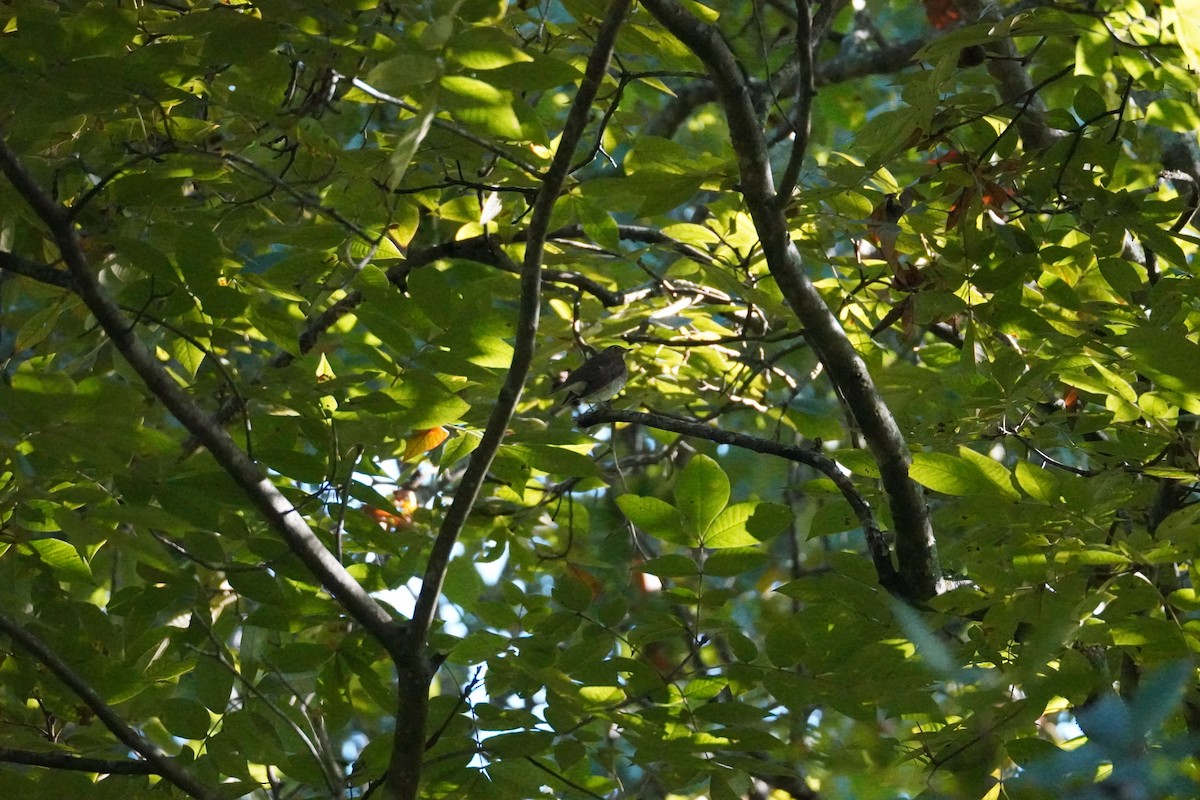 Swainson's Thrush - ML642916048