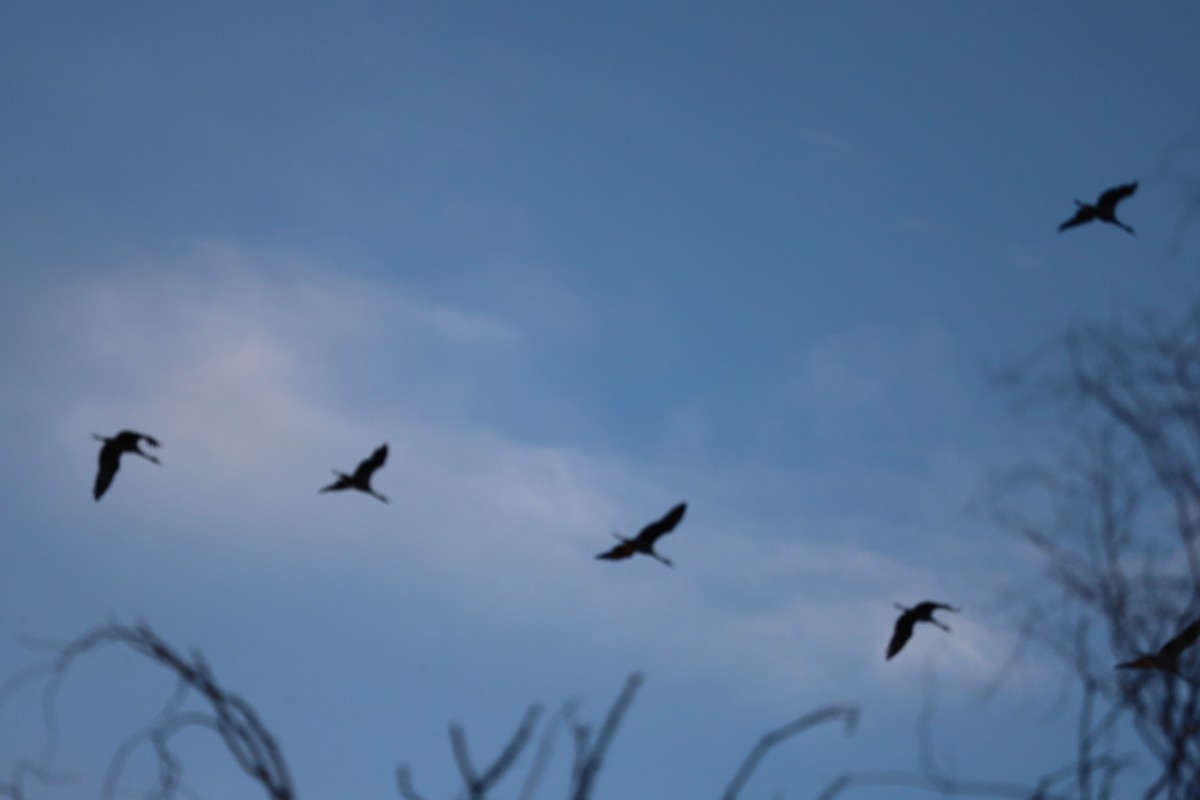 Sandhill Crane - ML642916049