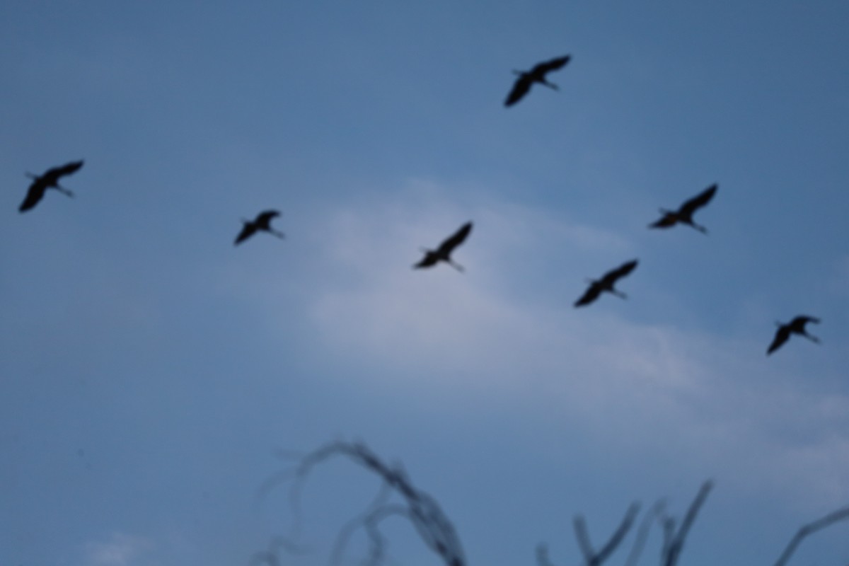 Sandhill Crane - ML642916050
