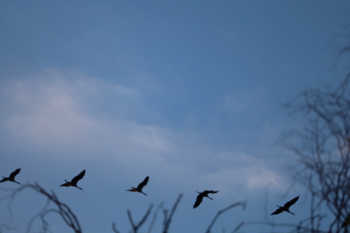 Sandhill Crane - ML642916051
