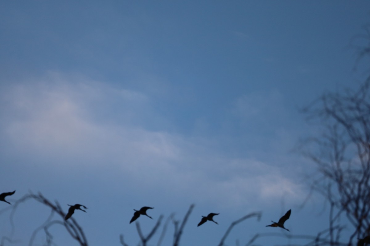 Sandhill Crane - ML642916052