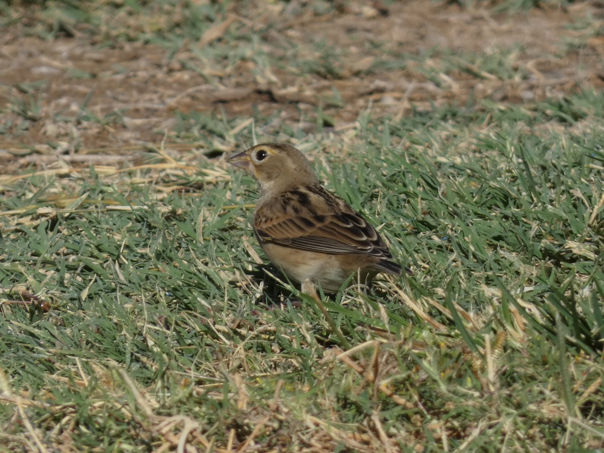 דיקסיסל - ML642916069