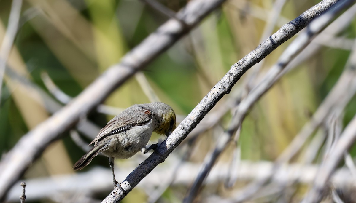 Verdin - ML642916075