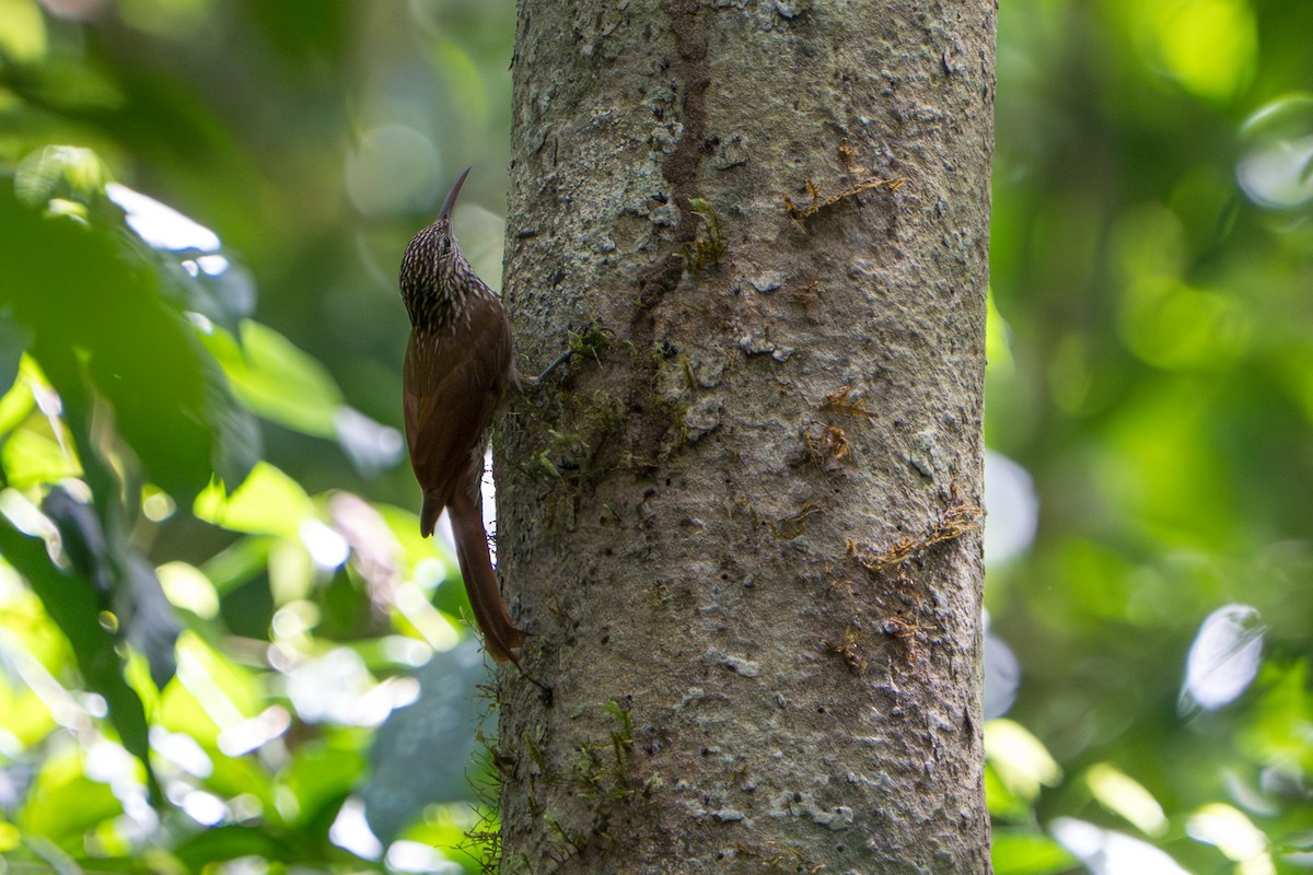 Streak-headed Woodcreeper - ML642916085