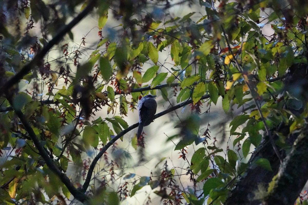 Yellow-billed Cuckoo - ML642916088