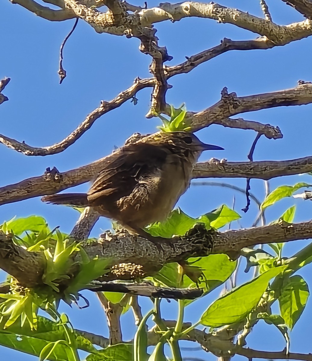 Chochín Criollo Sureño - ML642916098