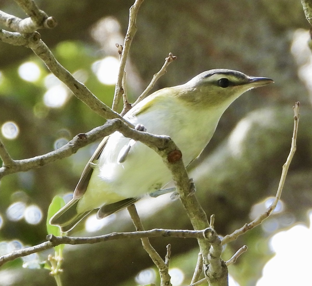 rødøyevireo - ML642916103