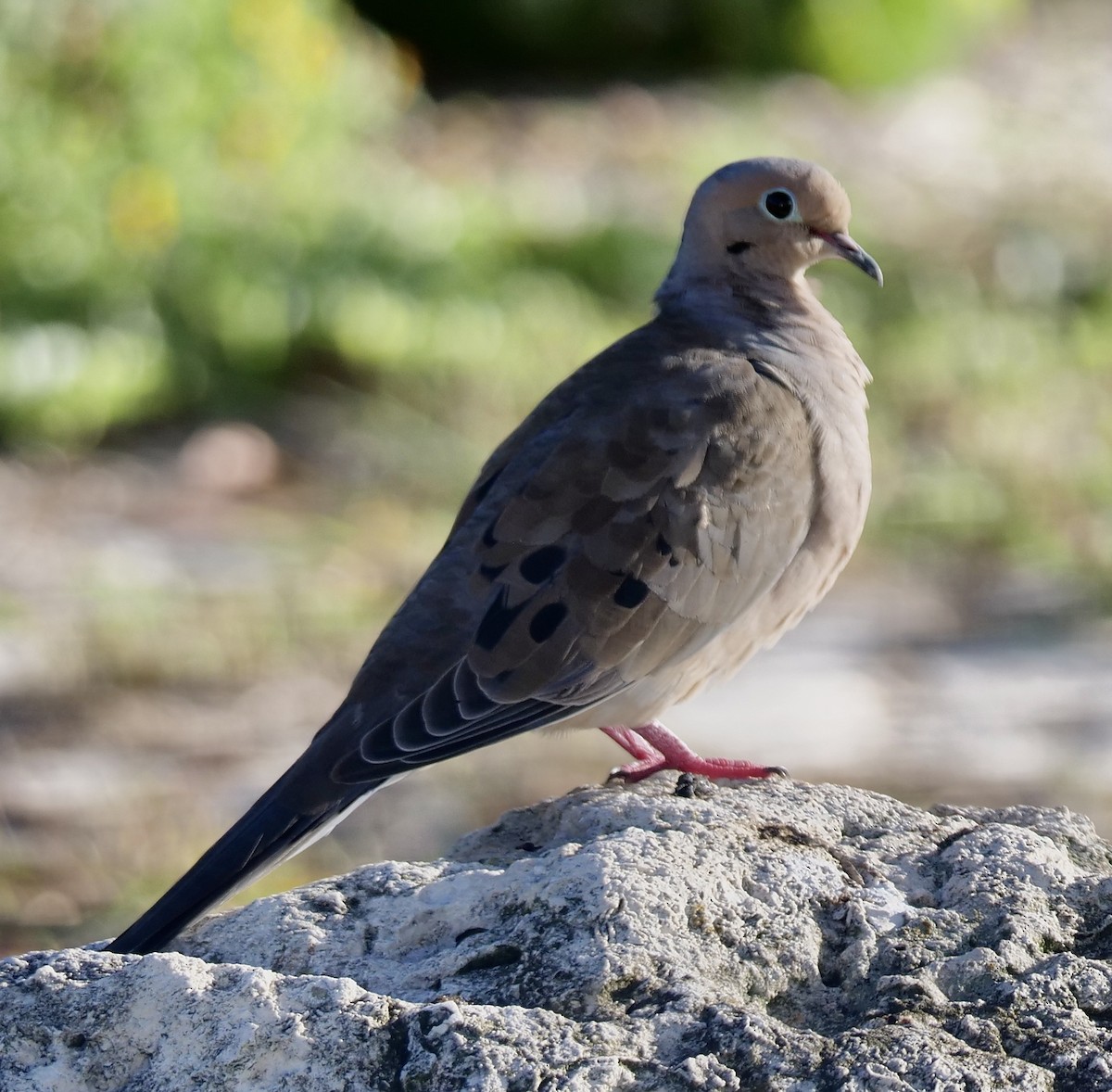 Mourning Dove - ML642916117