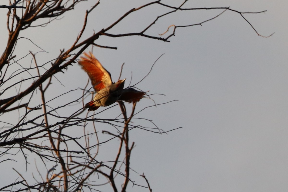 Northern Flicker - ML642916120