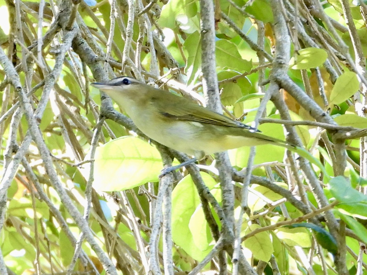 rødøyevireo - ML642916122