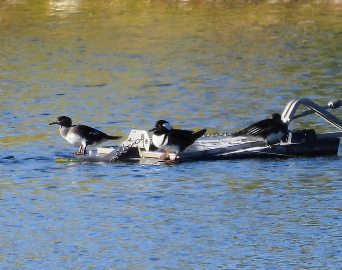 Hooded Merganser - ML642916148