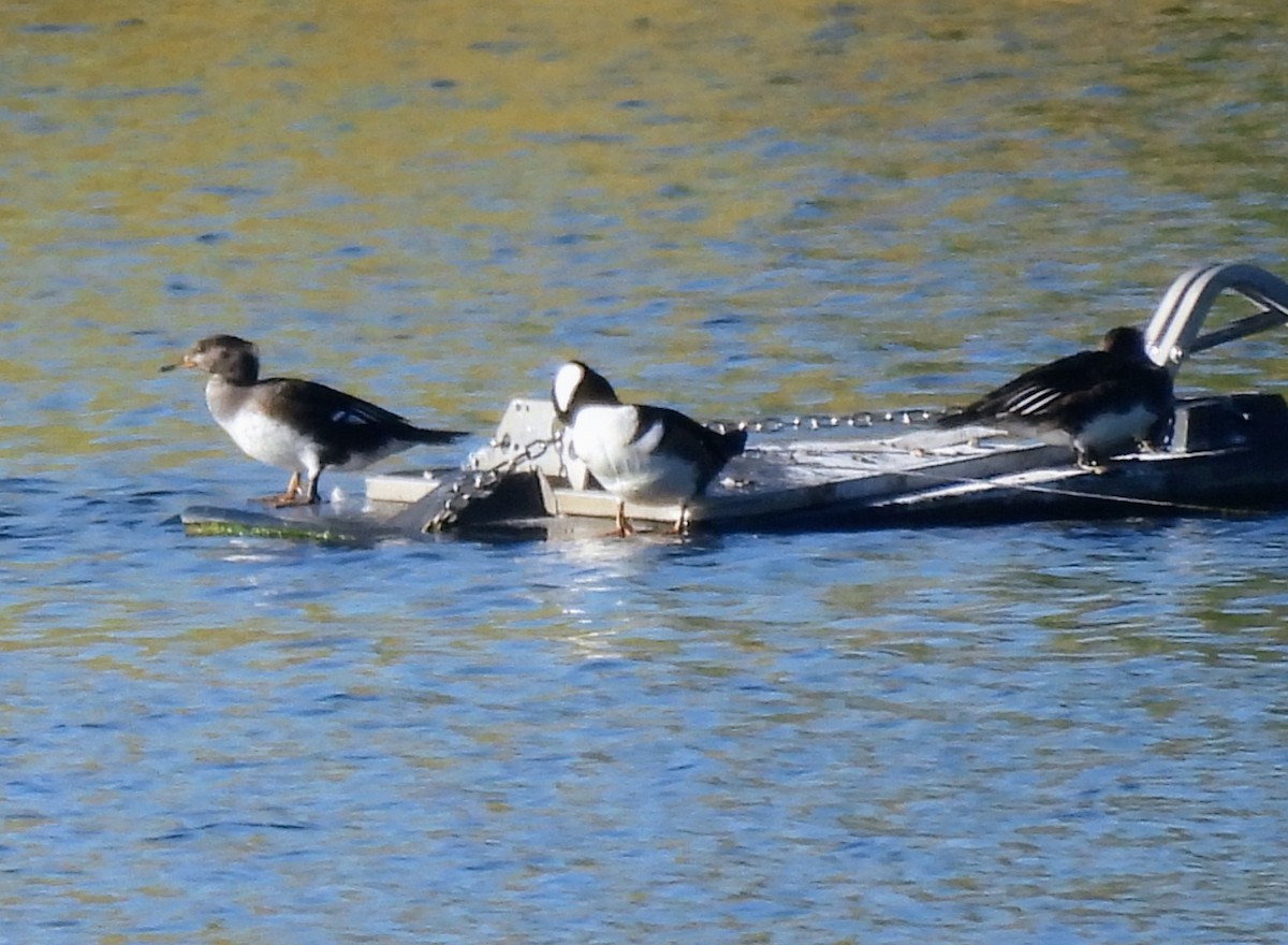 Hooded Merganser - ML642916149