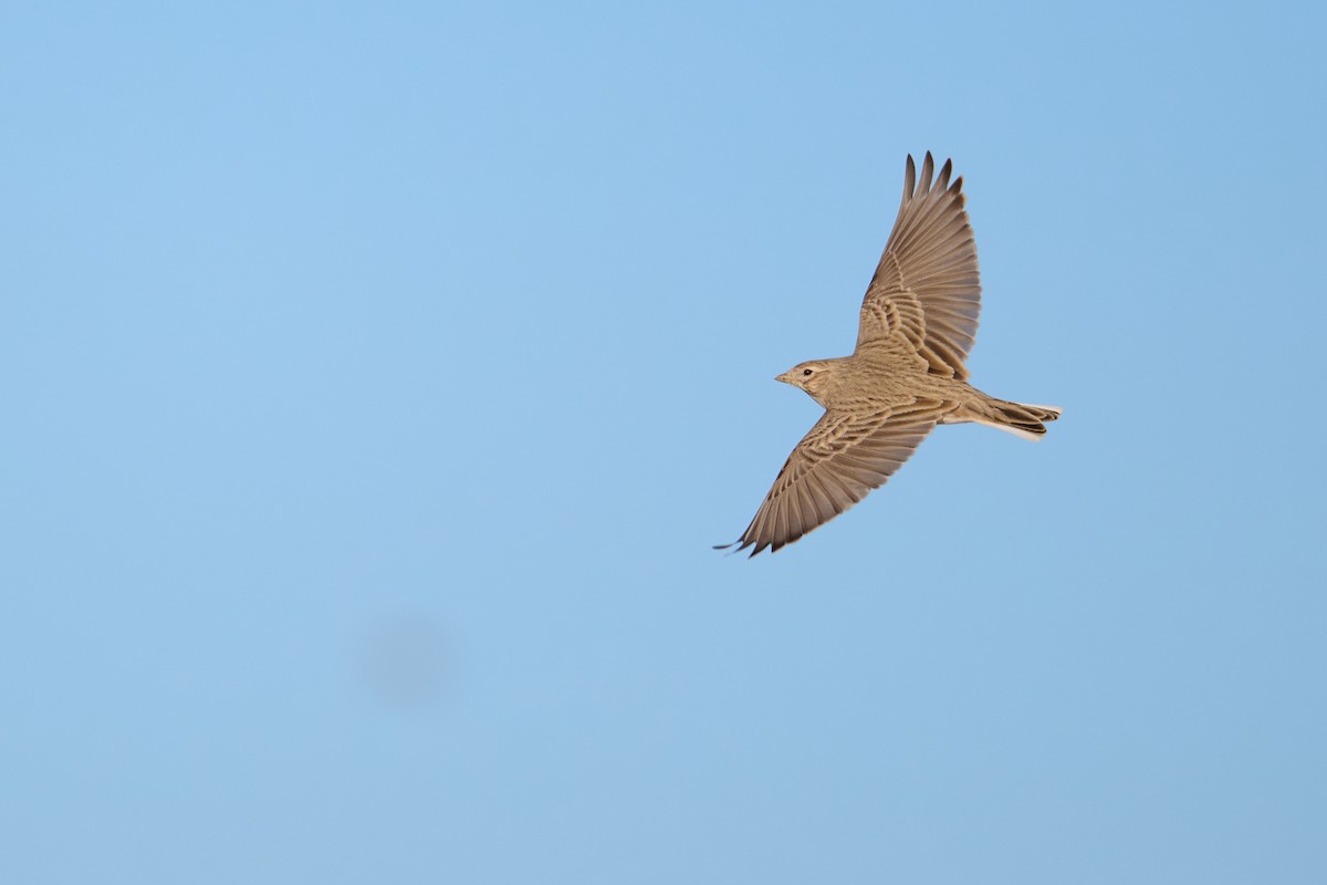 Turkestan Short-toed Lark - ML642916154