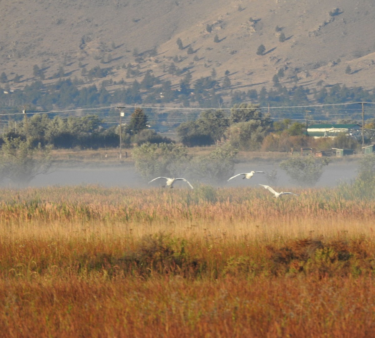 Trumpeter Swan - ML642916169