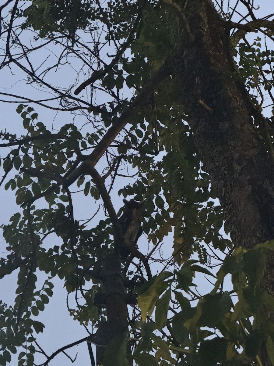 Barred Eagle-Owl - ML642916170