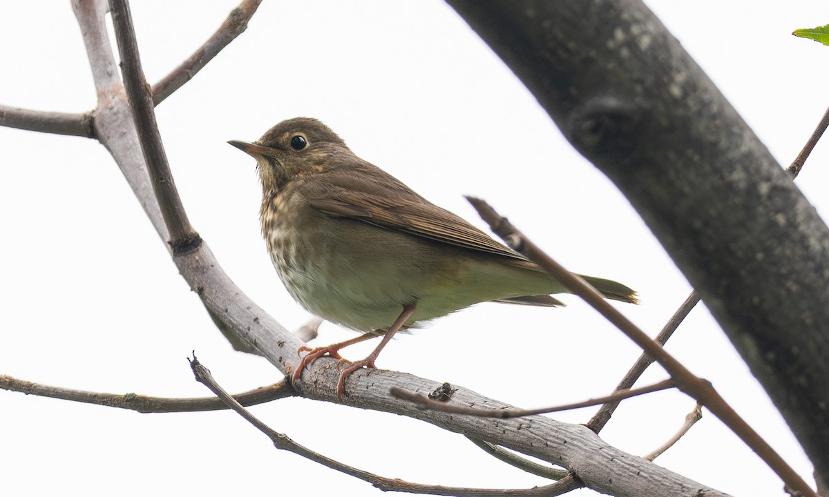 Swainson's Thrush - ML642916173