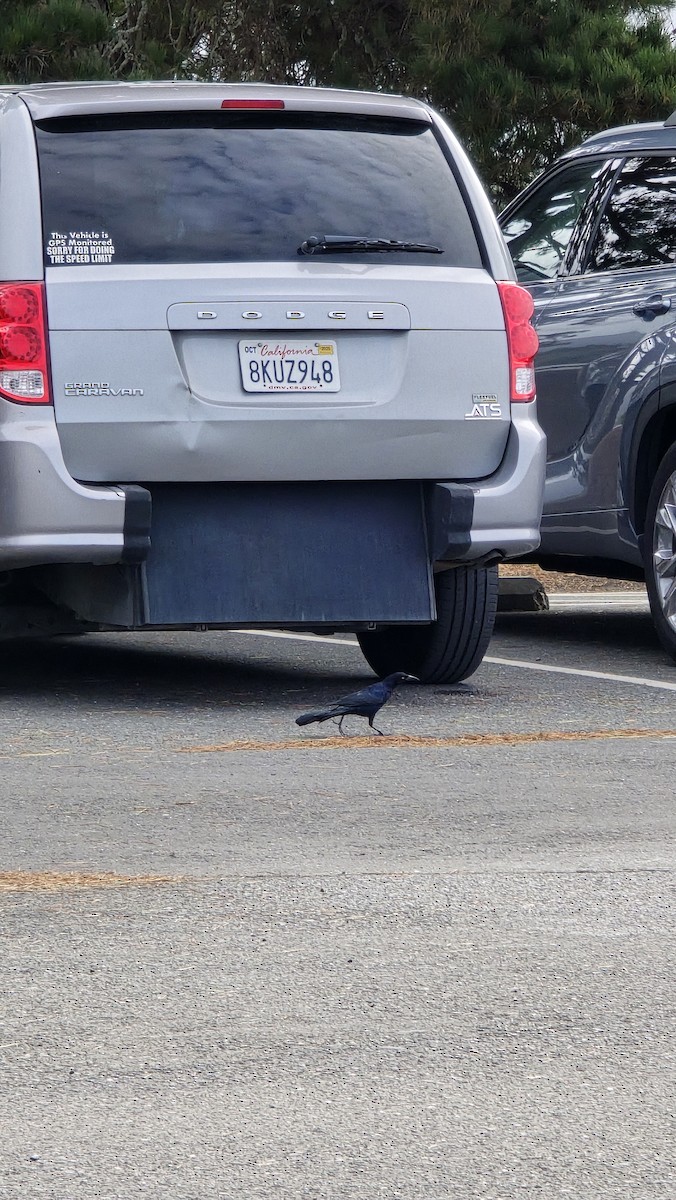 Great-tailed Grackle - ML642916192