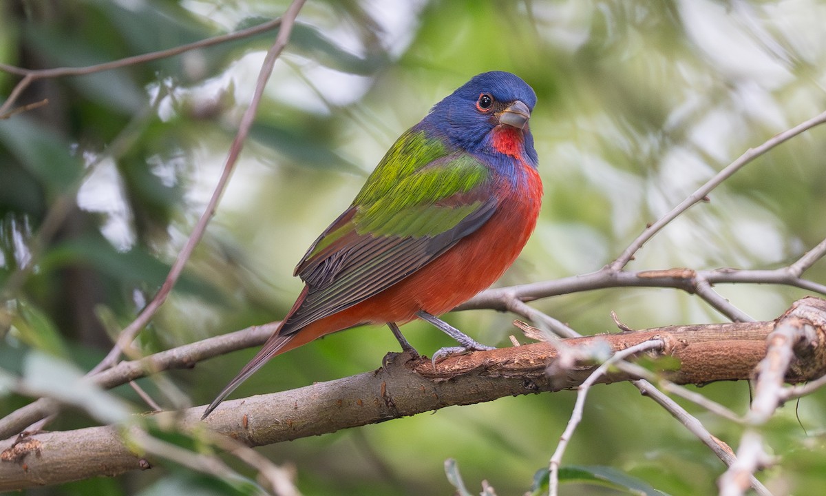 Painted Bunting - ML642916201