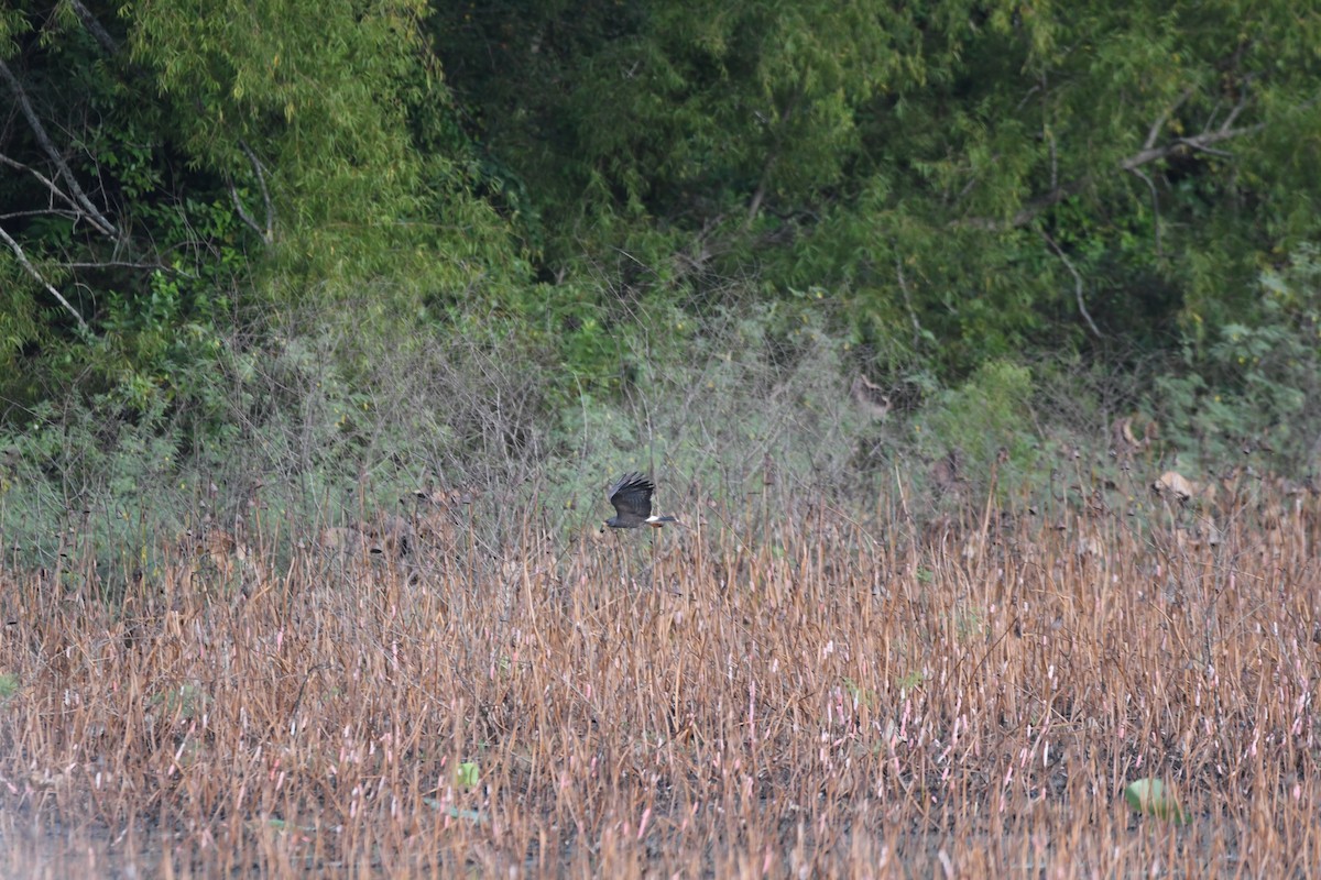 Snail Kite - ML642916293