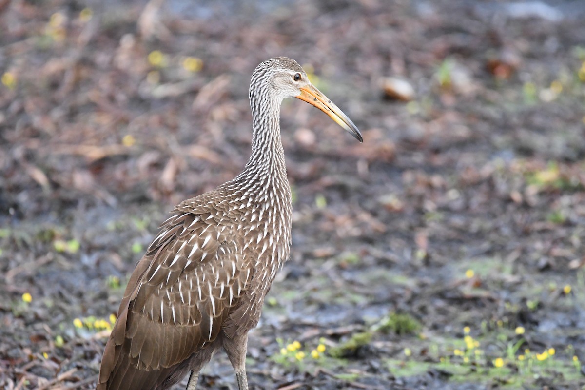 Limpkin - ML642916328