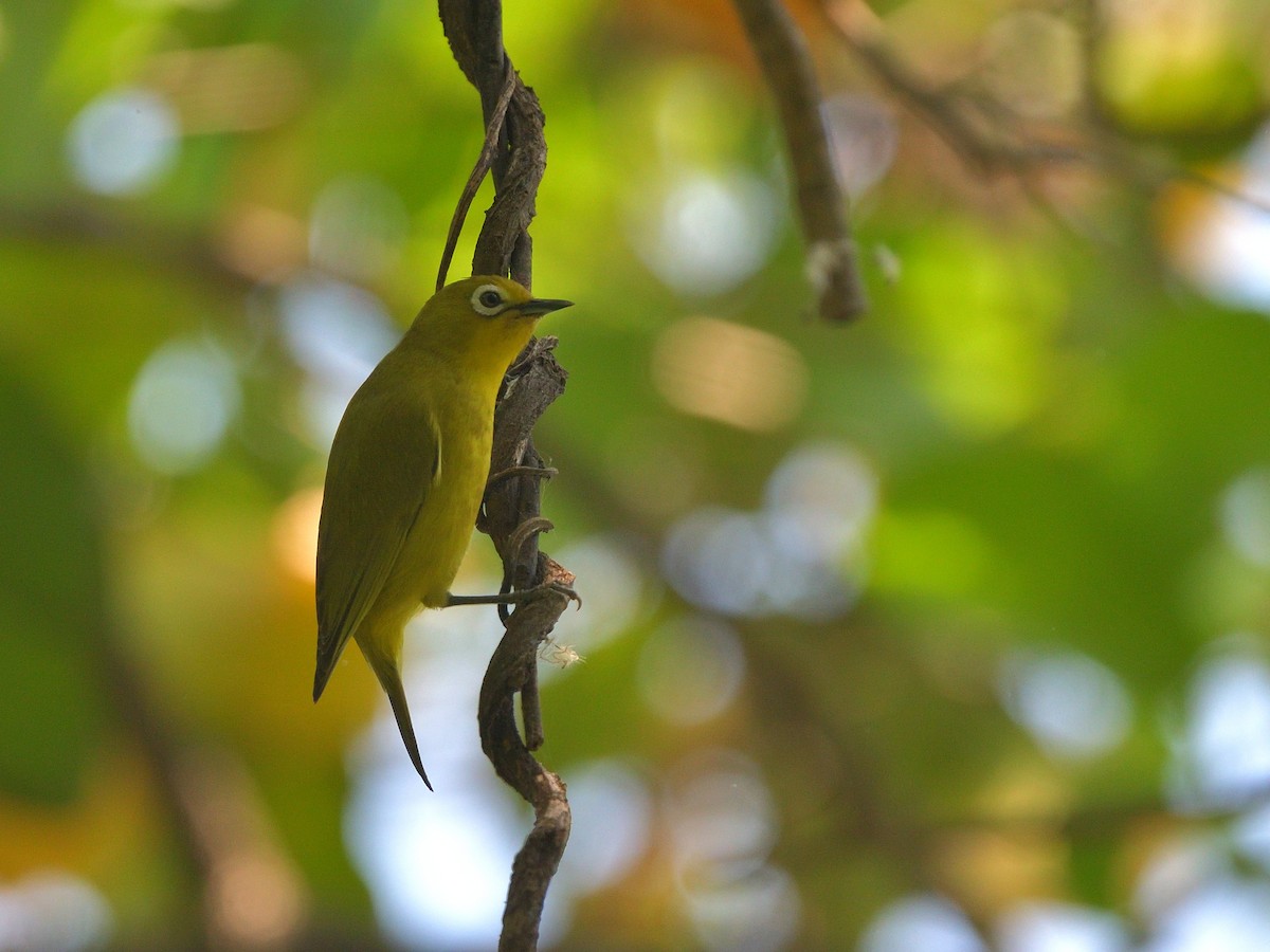 Southern Yellow White-eye - ML642916353