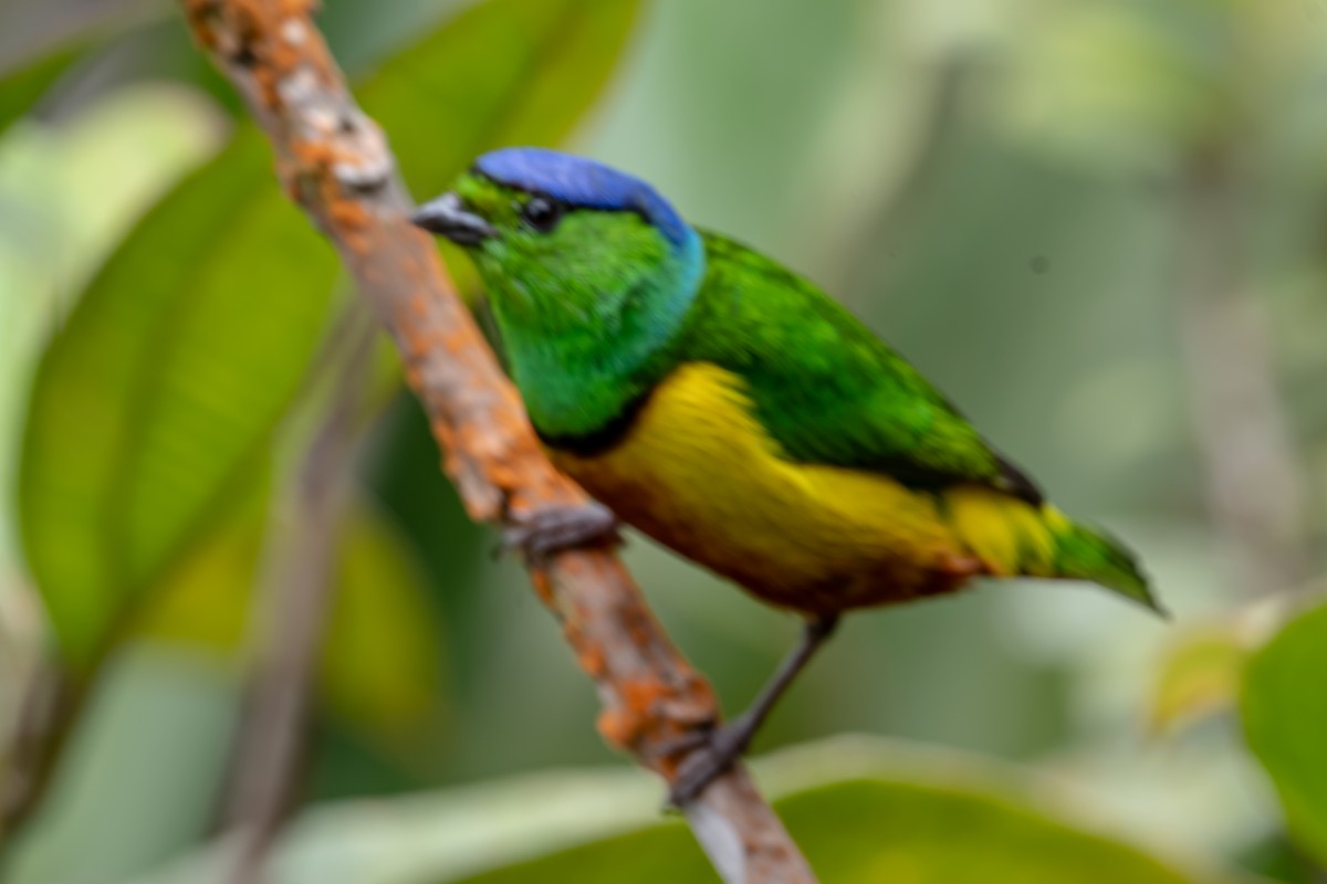 Chestnut-breasted Chlorophonia - ML642916366