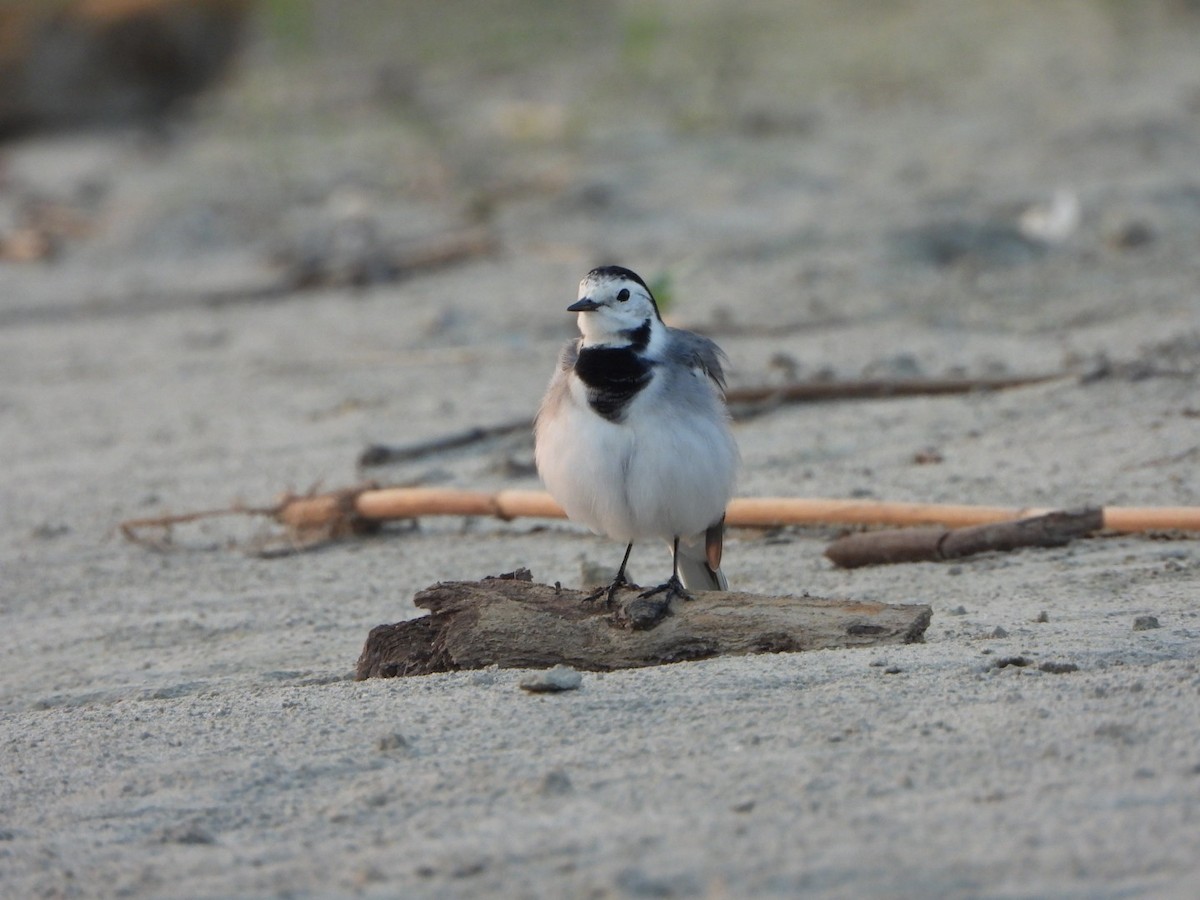 White Wagtail - ML642916372