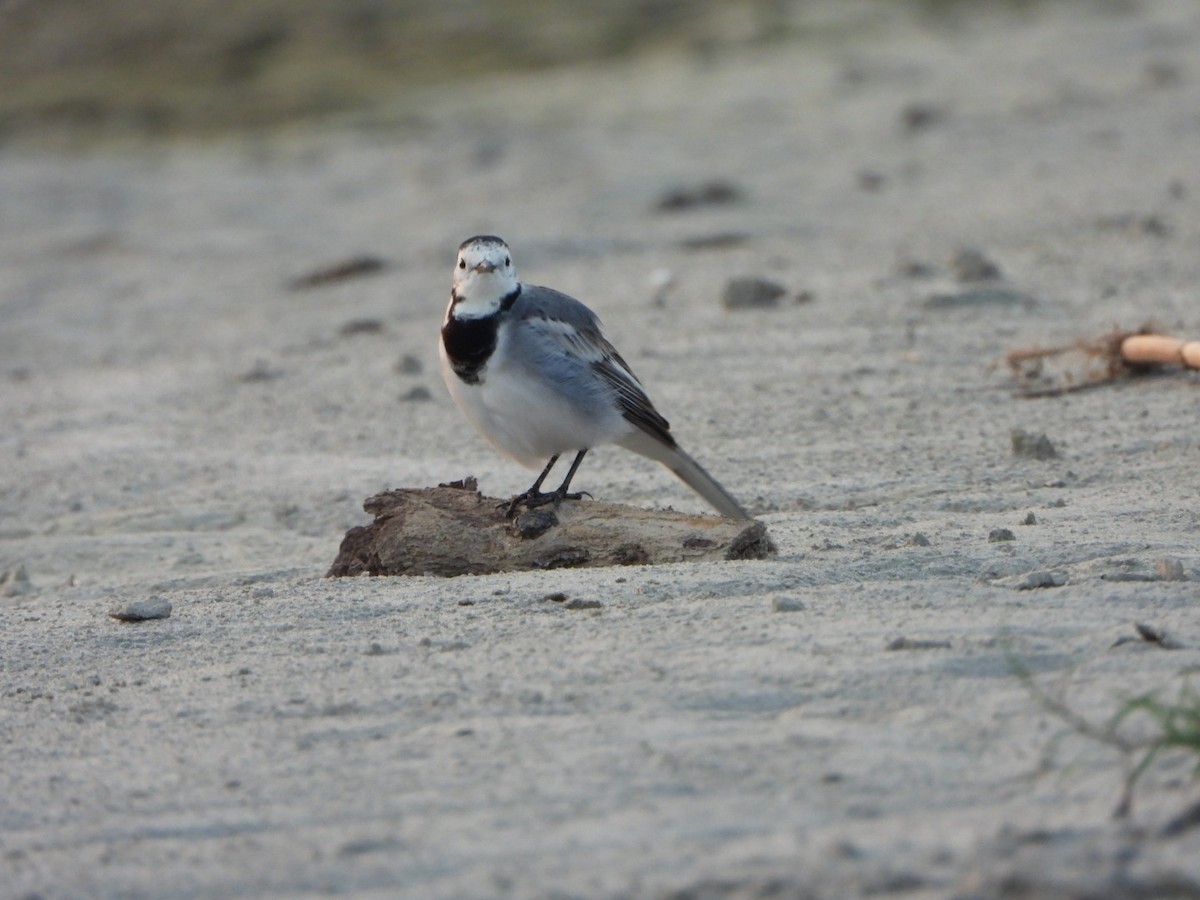 White Wagtail - ML642916373