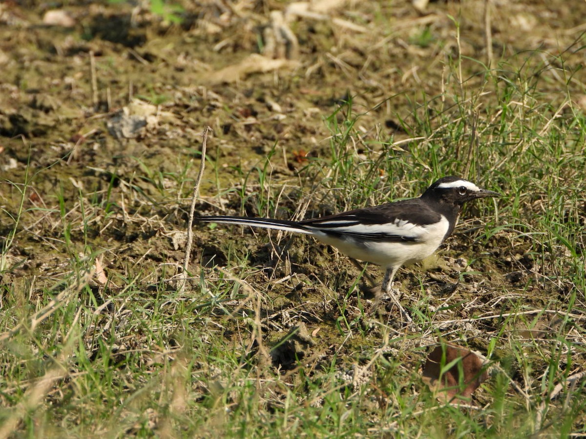 White-browed Wagtail - ML642916391