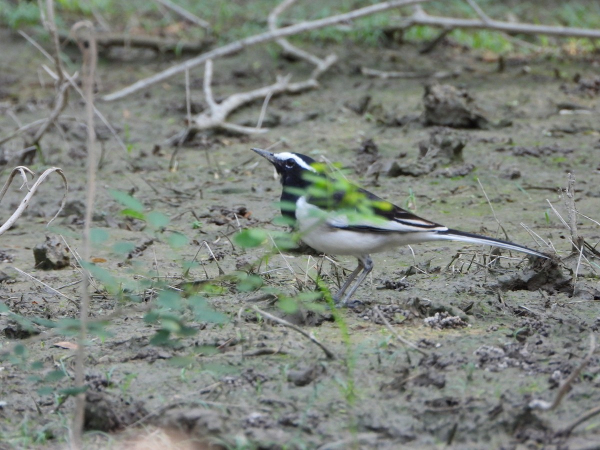 White-browed Wagtail - ML642916392
