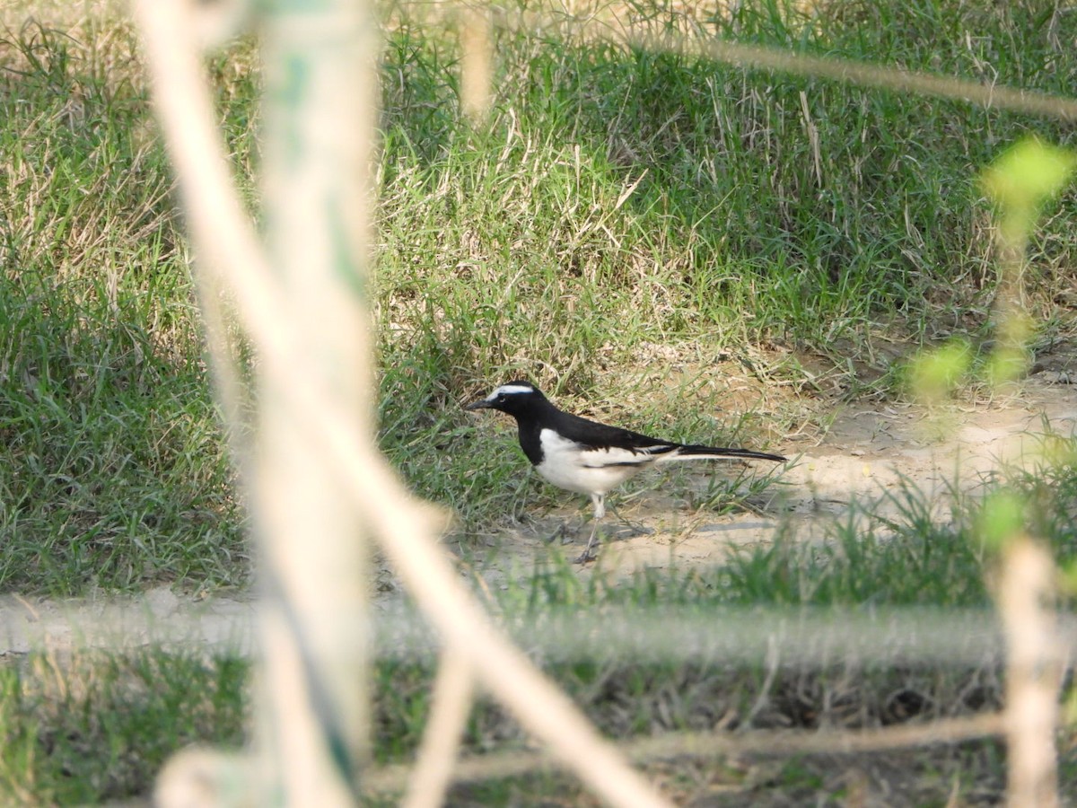 White-browed Wagtail - ML642916393