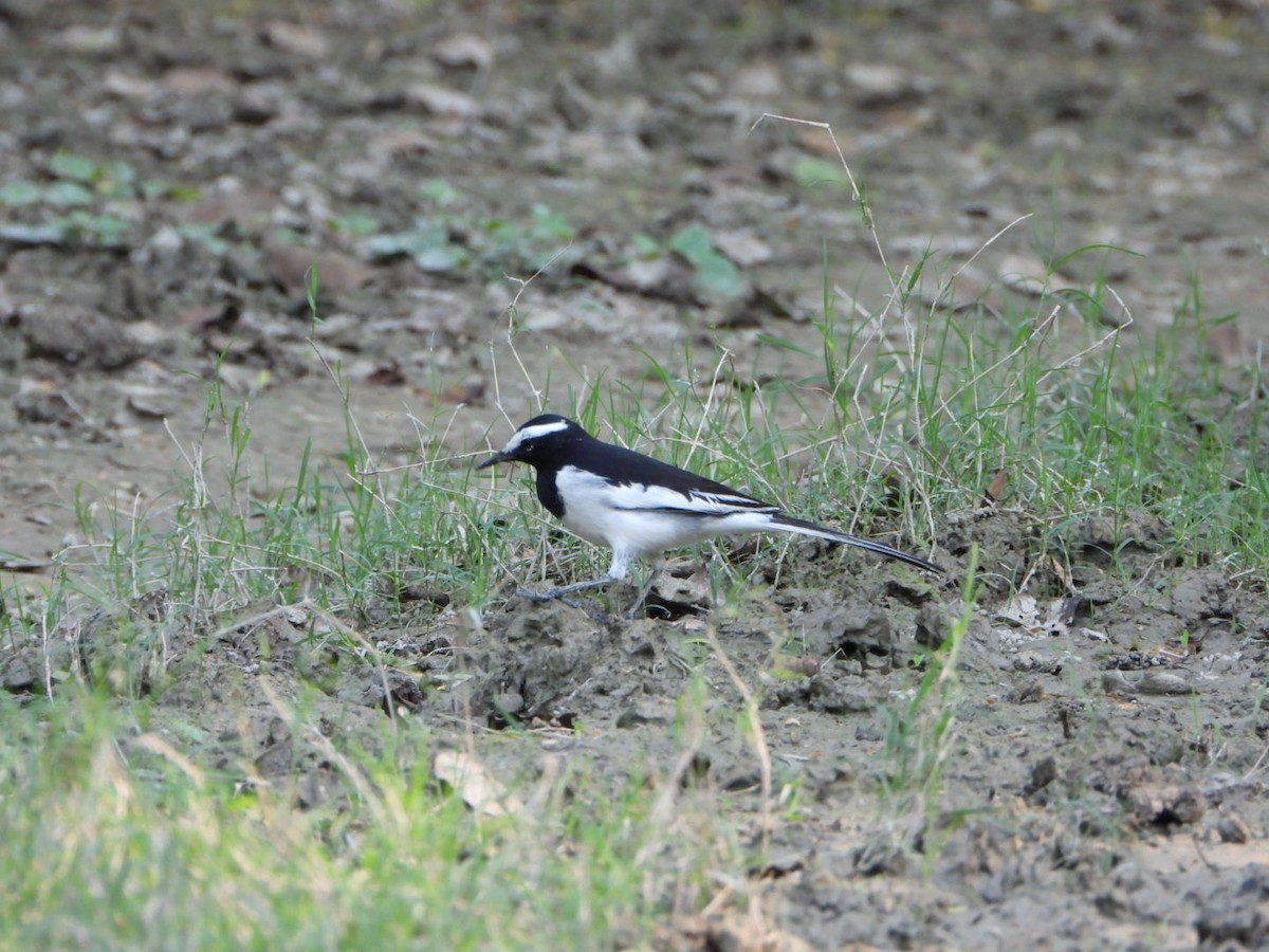 White-browed Wagtail - ML642916394
