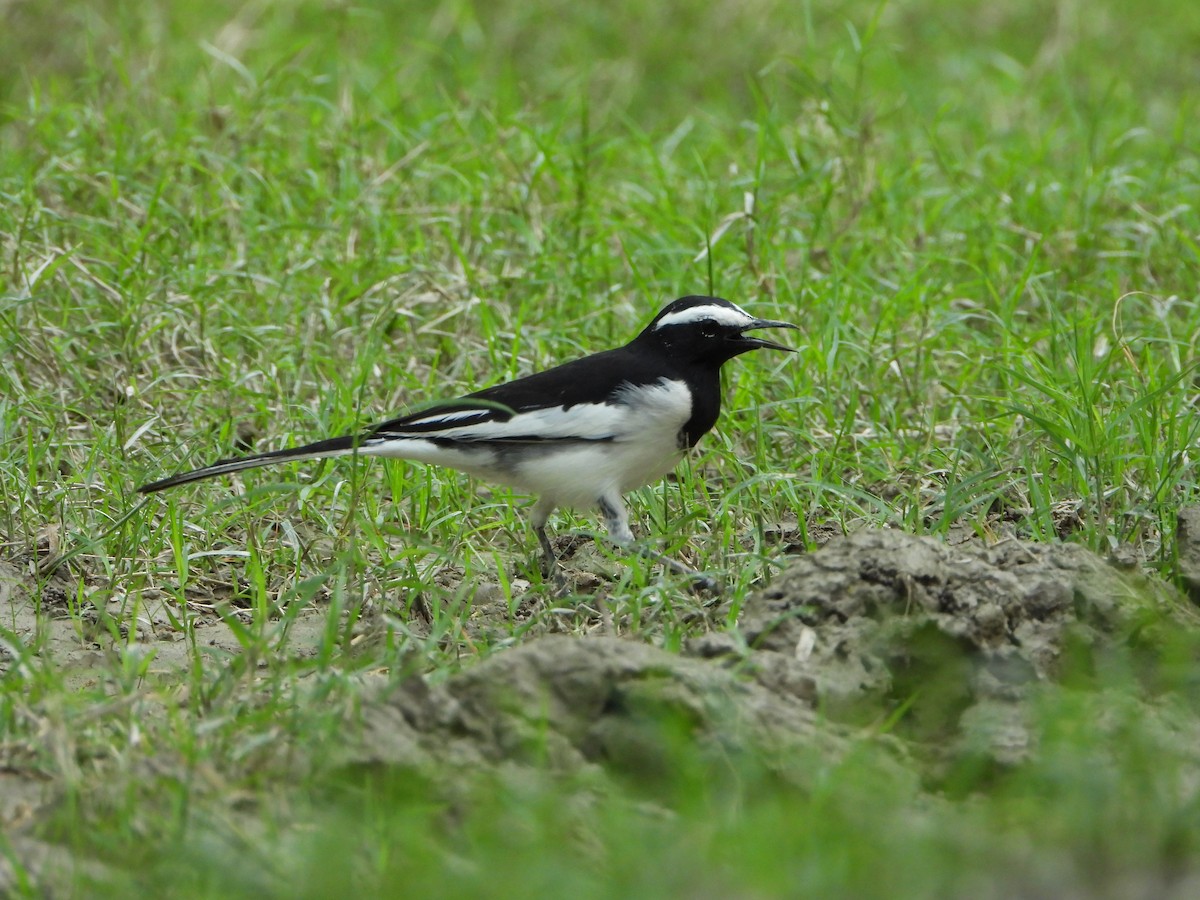 White-browed Wagtail - ML642916395