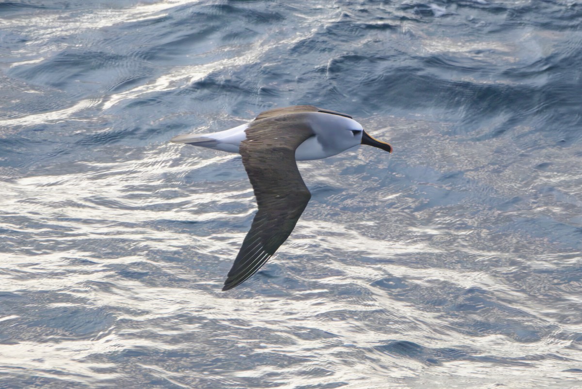 Atlantic Yellow-nosed Albatross - ML642916398