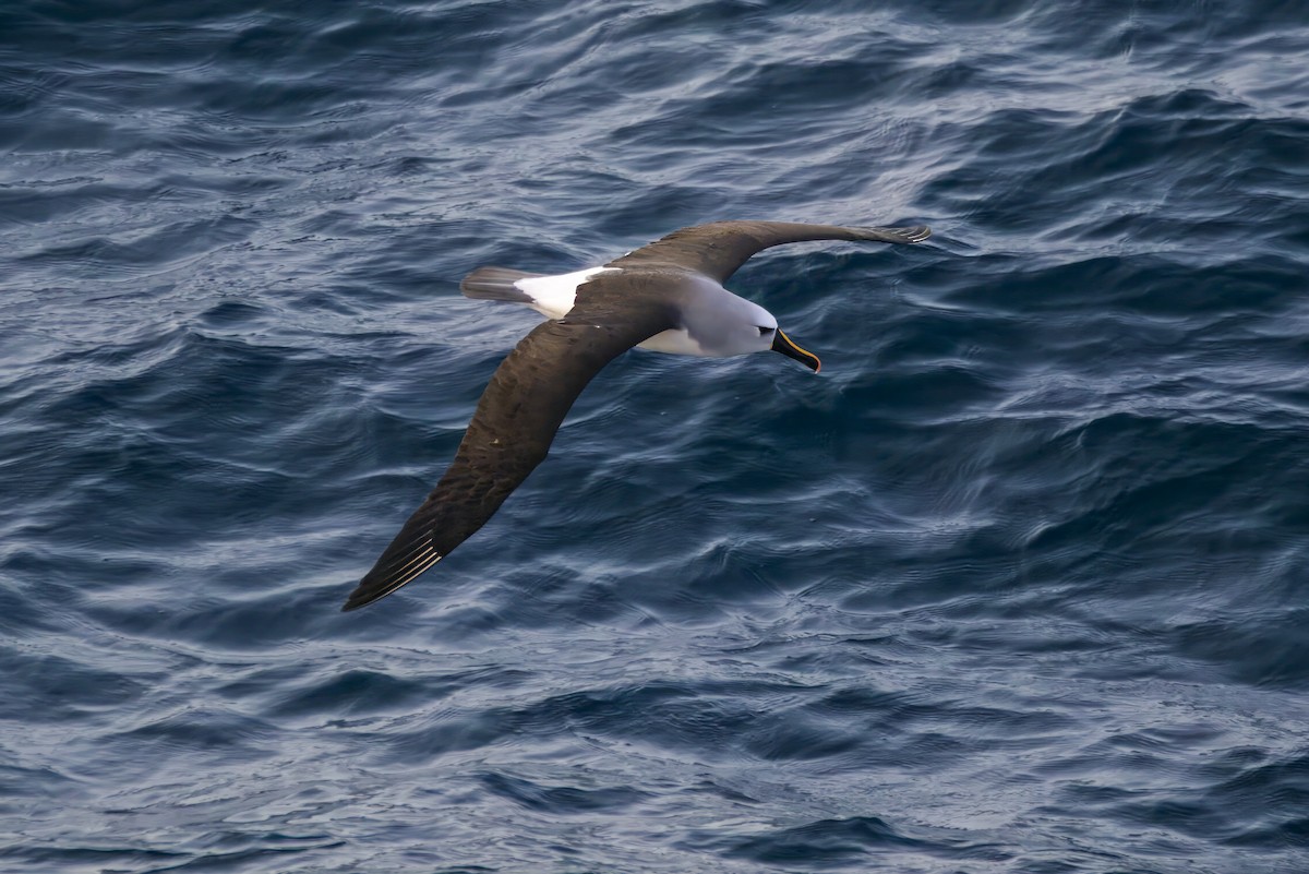 Atlantic Yellow-nosed Albatross - ML642916399