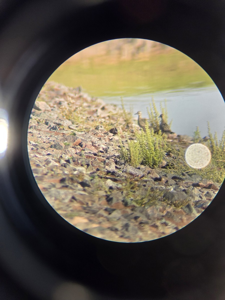 American Golden-Plover - ML642916404