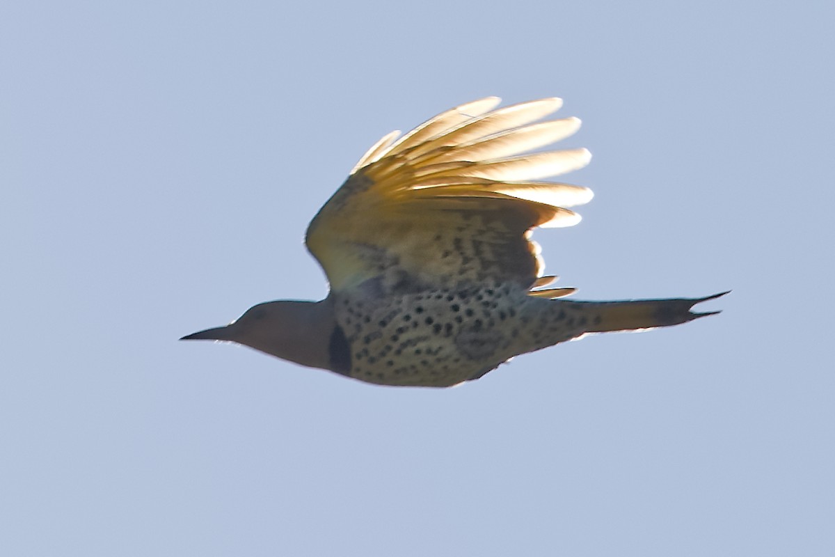 Northern Flicker - ML642916415