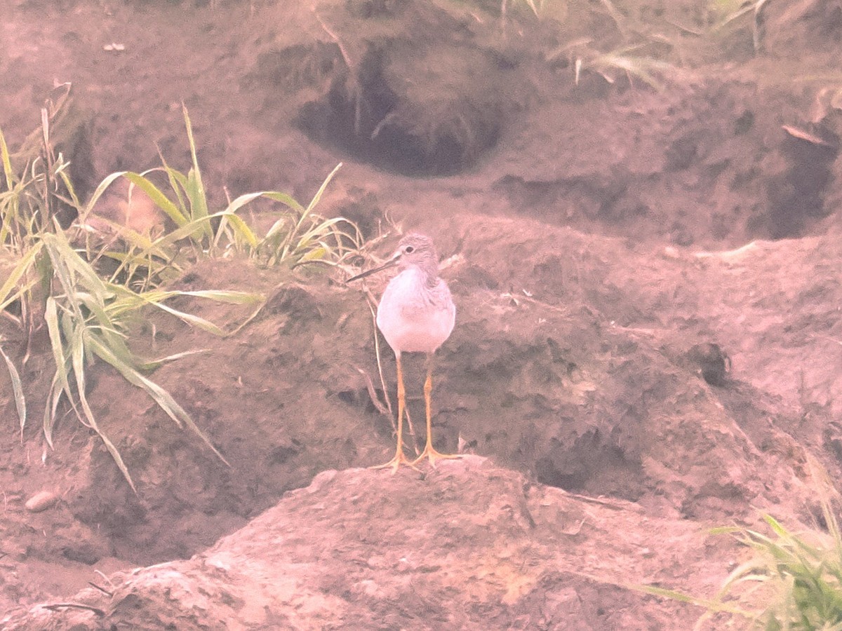 plystresnipe - ML642916419
