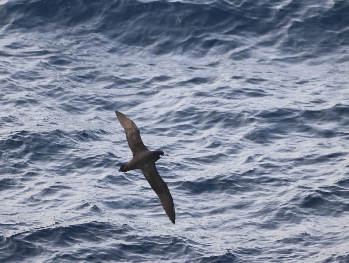 White-chinned Petrel - ML642916438