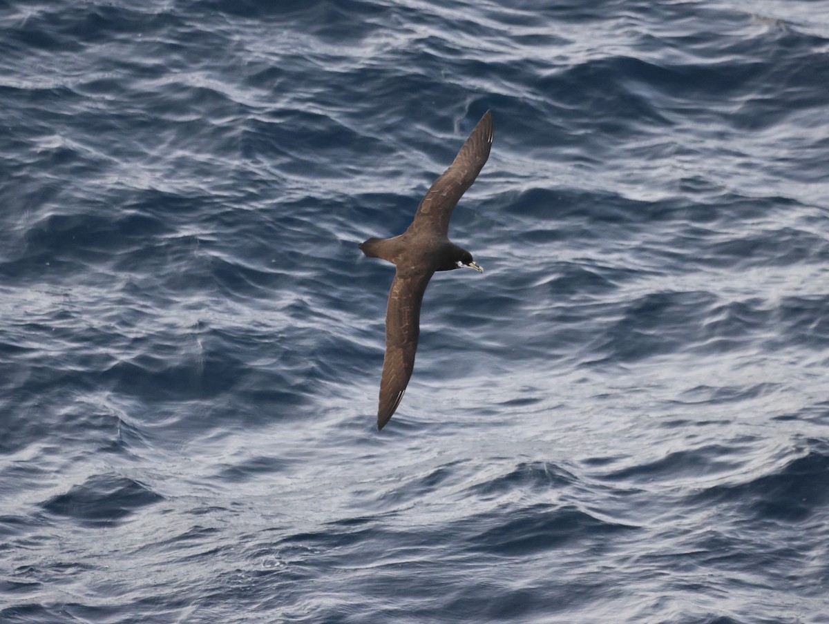 White-chinned Petrel - ML642916439