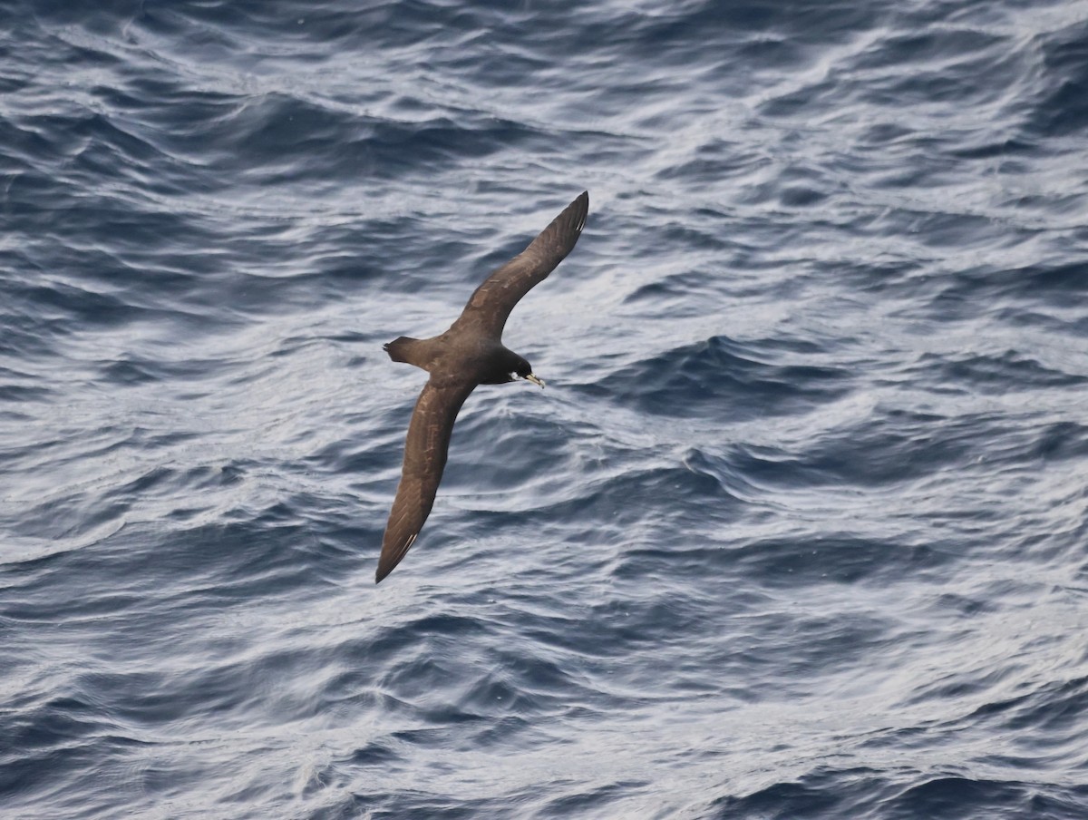 White-chinned Petrel - ML642916440