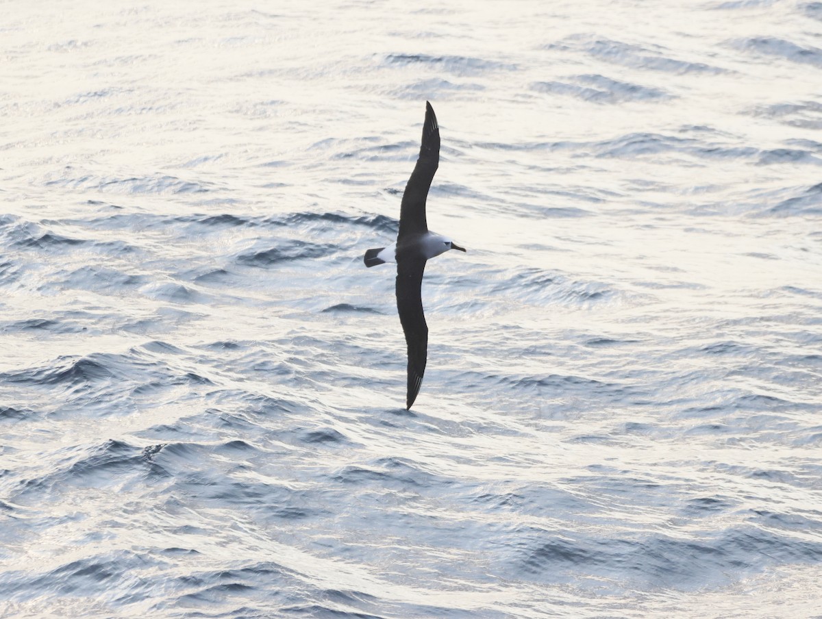 Atlantic Yellow-nosed Albatross - ML642916456