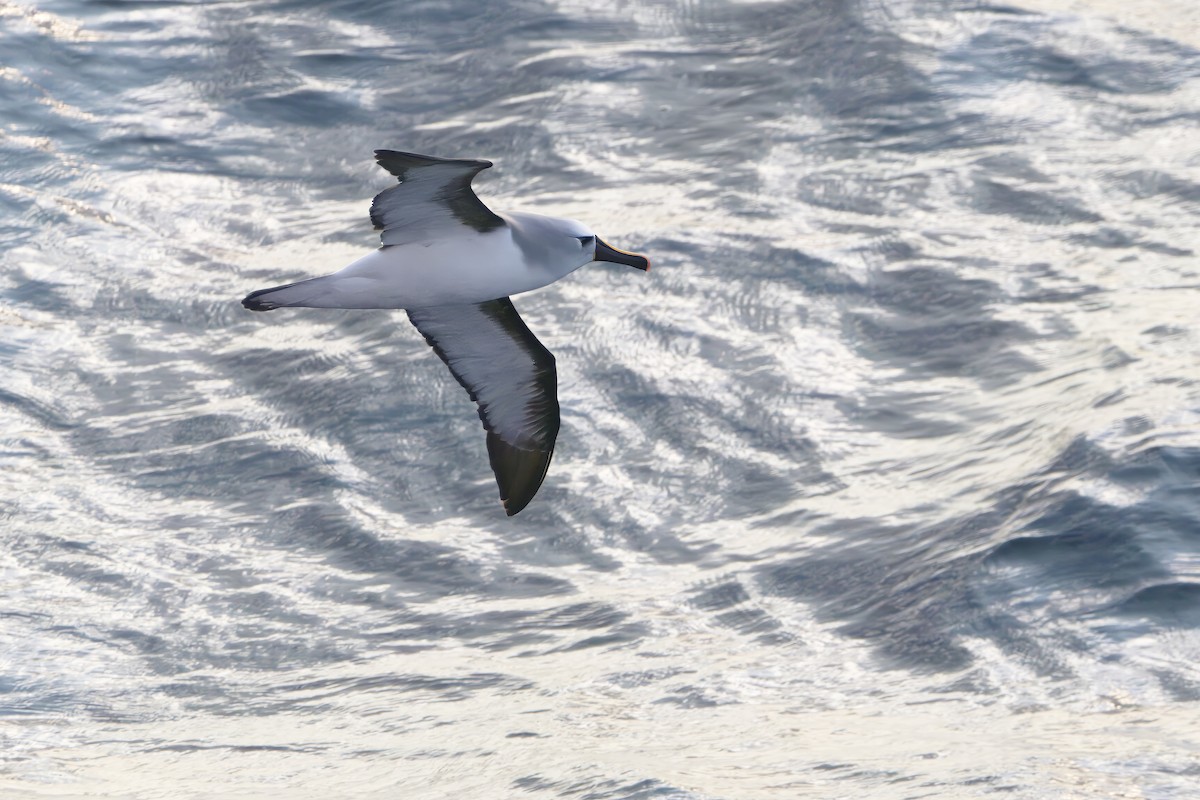 Atlantic Yellow-nosed Albatross - ML642916457