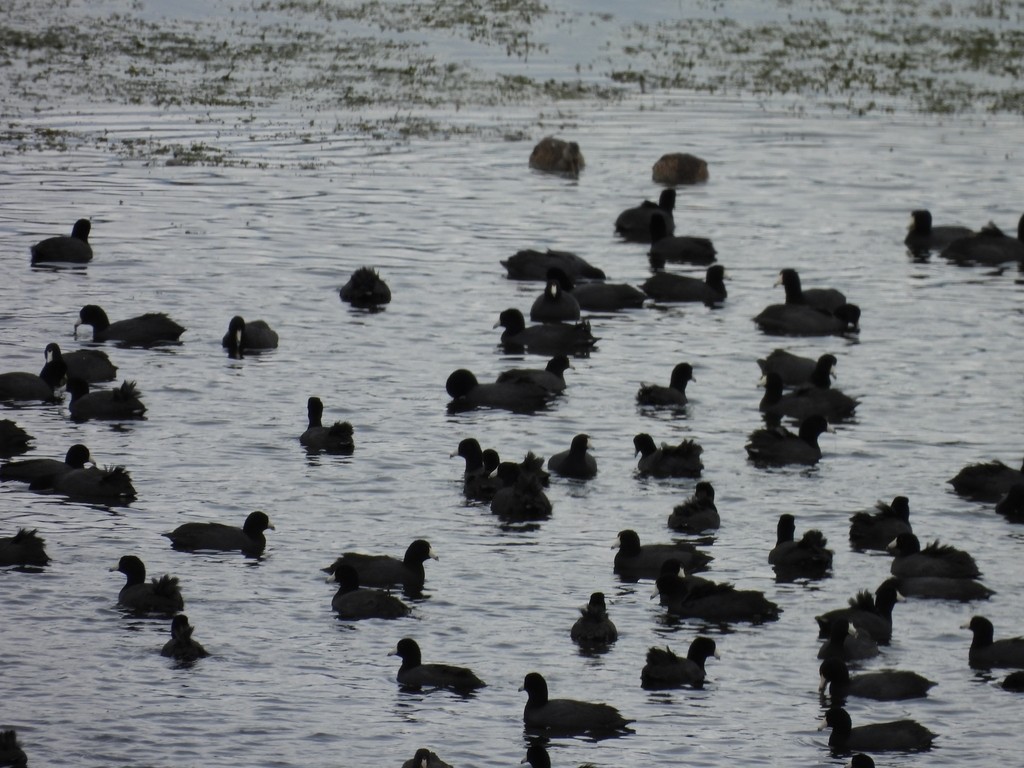 American Coot - ML642916458