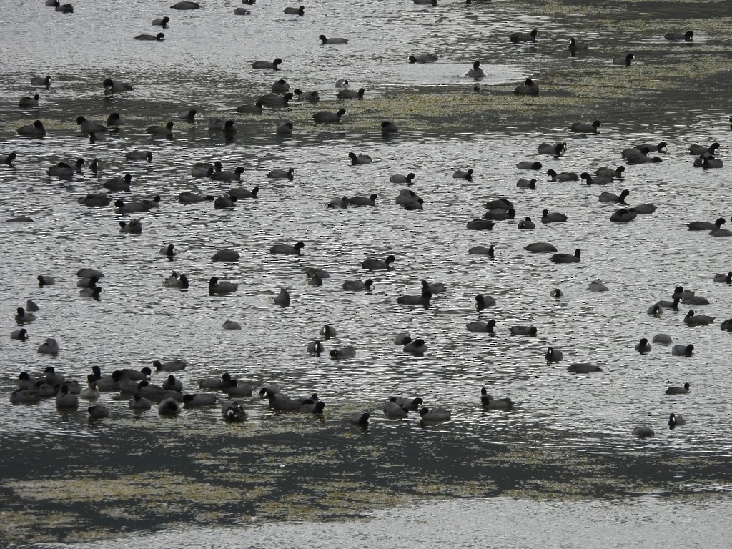 American Coot - ML642916459
